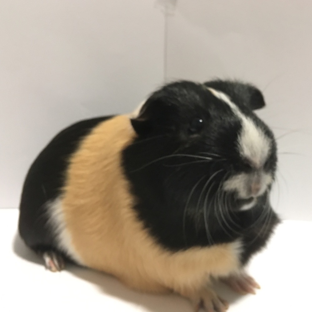 Meet your Posher, Marci